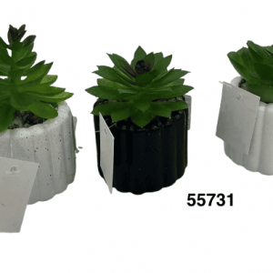 BONSAI MINI SUCULENTAS 5.5X8CM