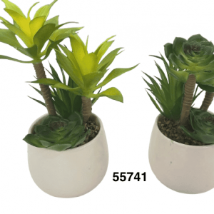 BONSAI SUCULENTAS 10X20CM