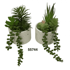 BONSAI SUCULENTAS 9.5X14CM