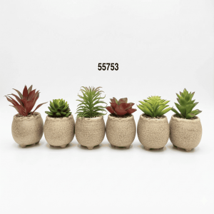 BONSAI MINI SUCULENTAS 9X12CM