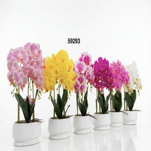 BONSAI ORQUIDEAS 45CM